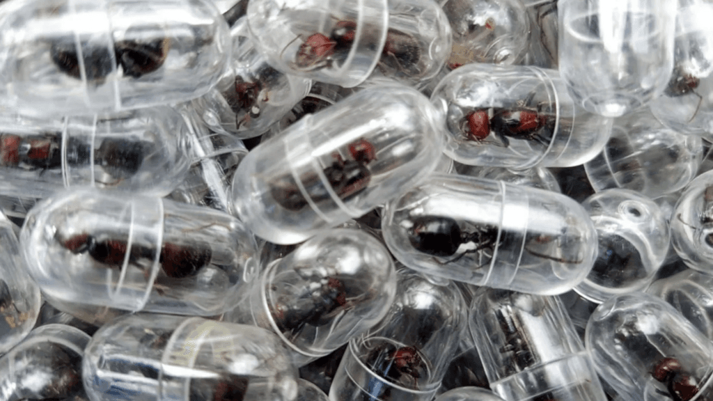 Chinese National Jailed for Smuggling Ants from Kenya