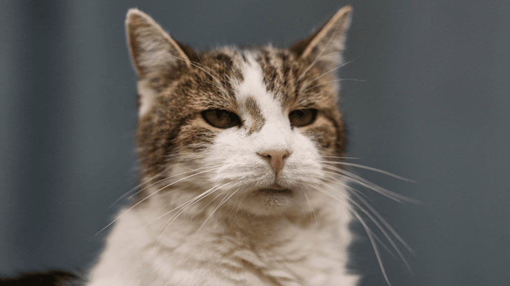 UK Considers Restricting Over-the-Counter Flea Treatments for Pets