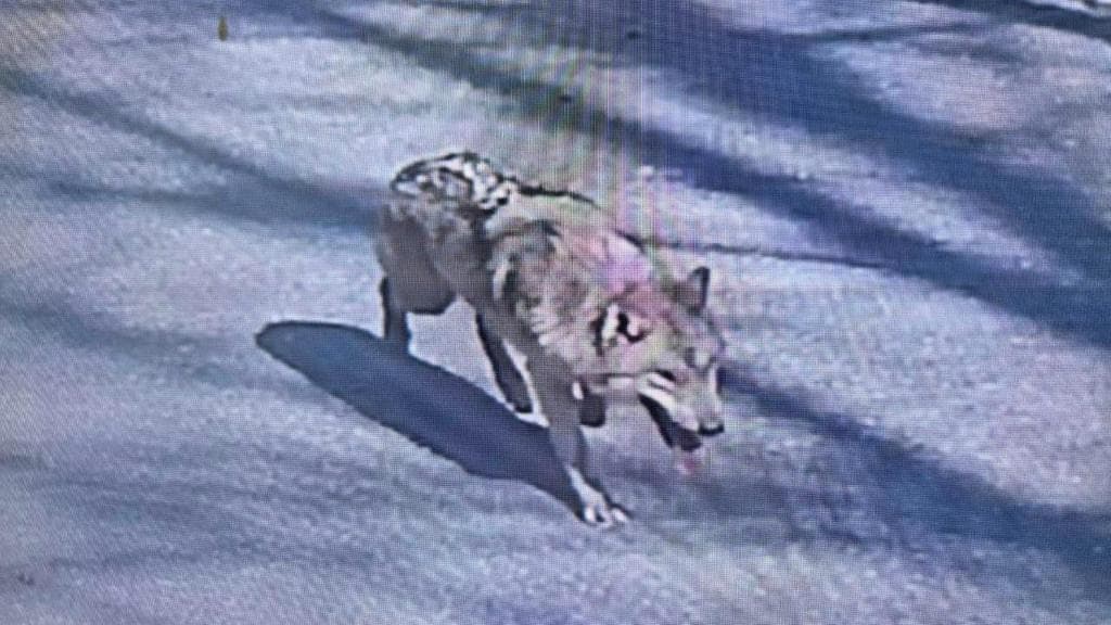 Finding Neukgu: South Korea's viral hunt for a runaway wolf